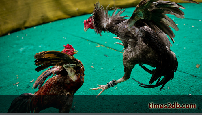 Ketahui Cara Menang Bermain Sabung Ayam